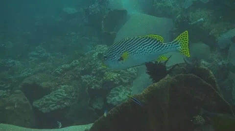 Indonesian Sweetlips Stock Footage 10737931