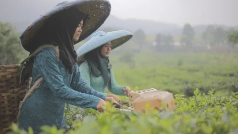 Indonesian Tea Picker Stock Footage 123261020