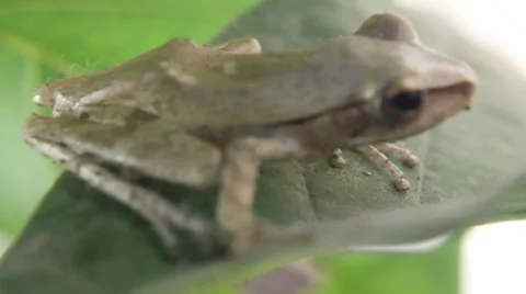 Indonesian Tree Frog Stock Footage 48525531