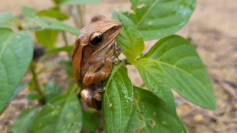 Indonesian tree frog 스톡 동영상 220673045