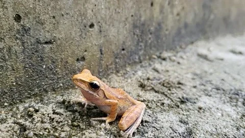 Indonesian tree frog 스톡 동영상 220673049