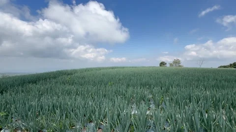 Indonesian vegetable farming Stock Footage 296584394