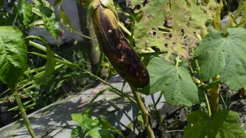 The Indonesian vegetables is eggplant Video stock 172543595