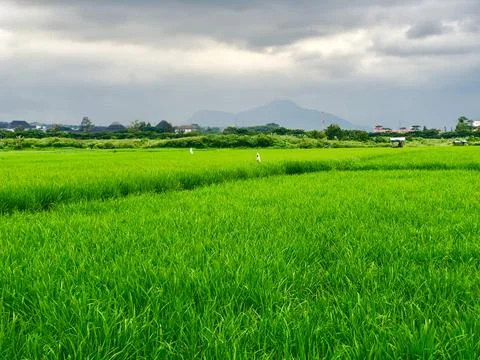 Indonesian view Stock Photos