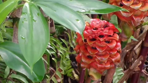 Indonesian wax ginger rare bloom. Tapeinochilos ananassae flower and leaves. Stock Footage 344849795