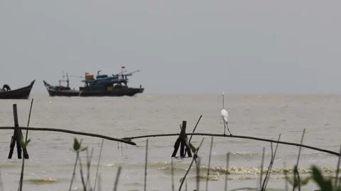 Indonesian wildlife documentaries Stock Footage 221842769