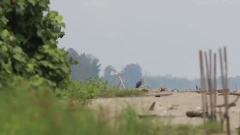Indonesian wildlife documentaries Stock Footage 221843722
