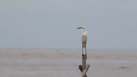 Indonesian wildlife. Stock Footage 221845819