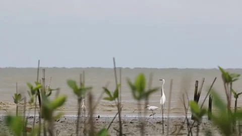 Indonesian wildlife. Video stock 221845848