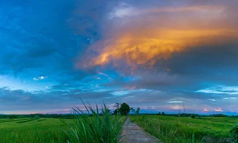 Indonesia's beautiful natural scenery background. scenery in the rice farming Stock Photos