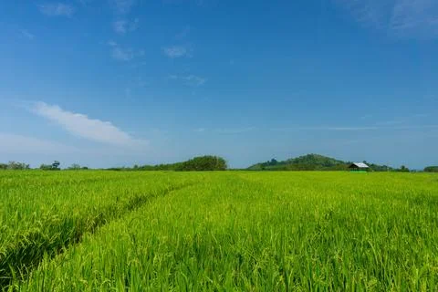Indonesia's natural landscape with village road infrastructure and green rice Stock Photos