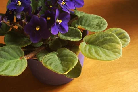 Indoor African Violet Stock Photos