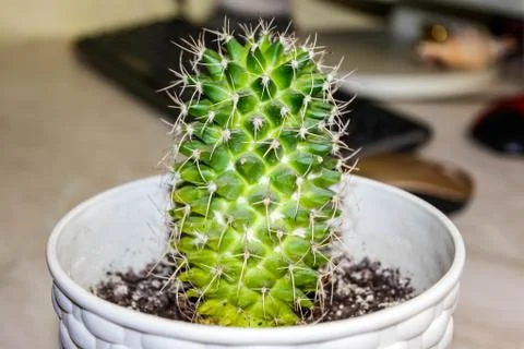Indoor cactus on a computer table in a flower pot. Stock Photos