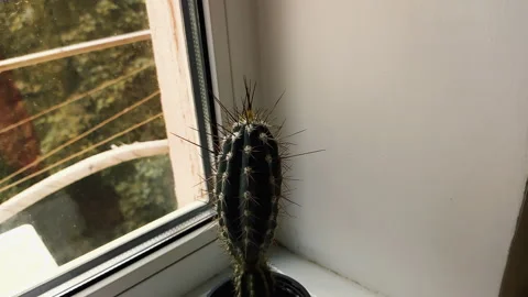 Indoor cactus near the window Stock Footage 137102053