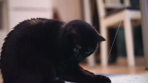 Indoor Cat Chasing String Playfully, Cat Targets String Near Furniture With 库存影片 323920854