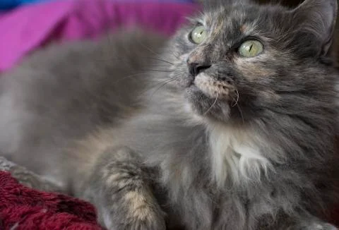 Indoor Cat Stock Photos