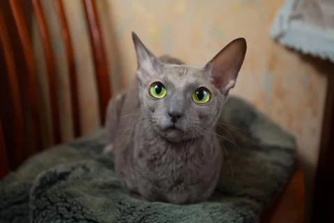 Indoor cat Foto stock