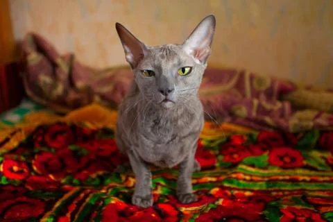 Indoor cat Stock Photos