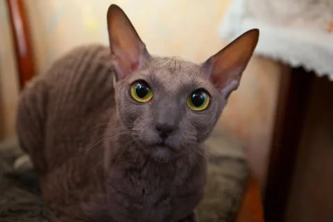 Indoor cat Stock Photos