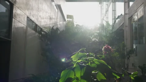 Indoor Courtyard Plants Lit By Bright Sunlight Through Atrium Windows Inside Stock Footage 342021887