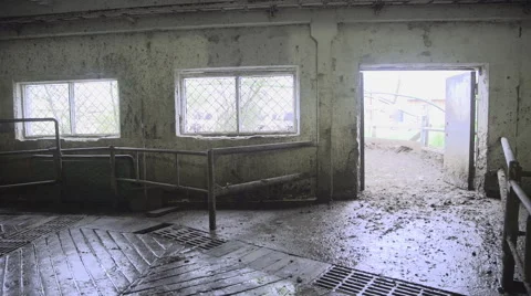 In indoor cowshed being driven cows after grazing Video stock 63872977