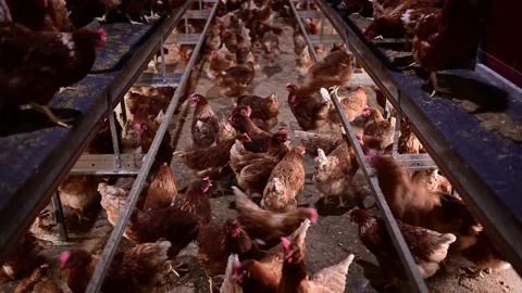 Indoor farm of hens that lay eggs. Stock Footage 156476166