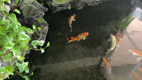 Indoor fish pond Stock-Footage 313348170