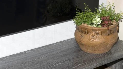 Indoor flower  in the interior Stock Photos