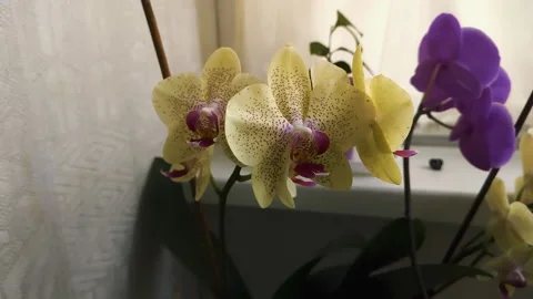 Indoor flowers on the balcony Stock Footage 137101544