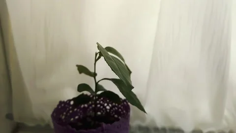 Indoor flowers on the balcony Stock Footage 137101825
