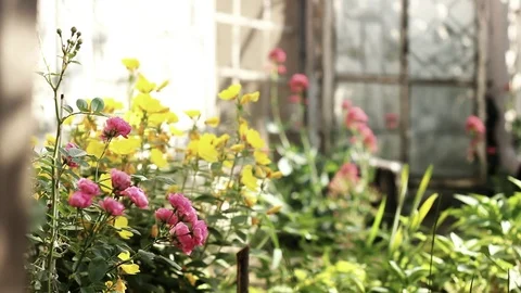 Indoor flowers bathing in the sunlight Stock Footage 99117194