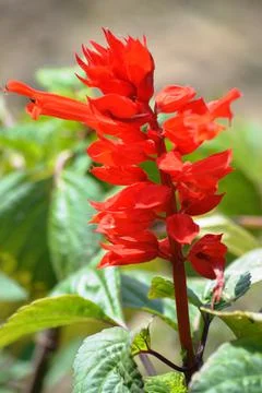 Indoor flowers Stock Photos