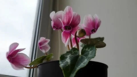 Indoor flowers on the window Stock Footage 140736014