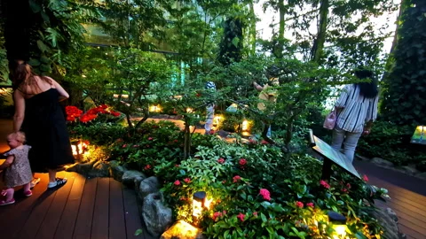 Indoor garden space illuminated with soft lighting at Changi Airport in Stock Footage 324771592