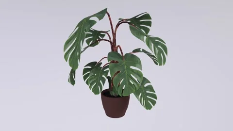 Indoor gardening tips featuring a Monstera plant in a cozy space Stock-Footage 283233764