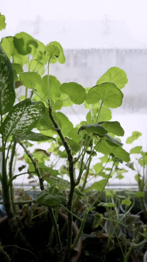 Indoor Geranium Plants On A Windowsill In Winter Stock Footage 324960016