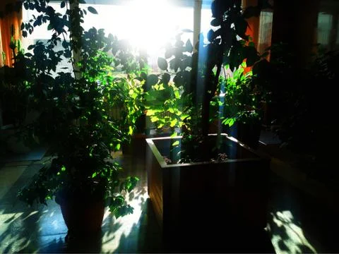 Indoor green plants with dramatic light leak background Foto stock