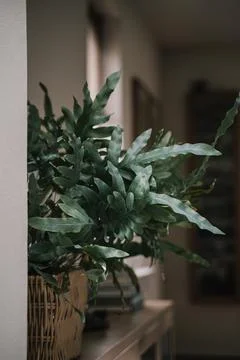 Indoor greenery Stock Photos