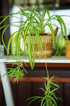Indoor hanging plants create a refreshing atmosphere Foto stock