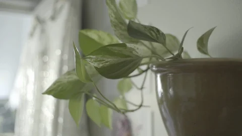 Indoor House Plant modern interior Stock Footage