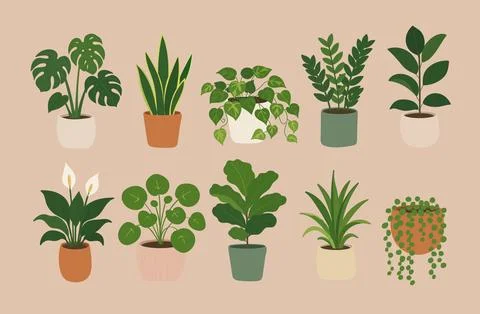 Indoor House Plants Collection in Flat Vector Style Stock Illustration