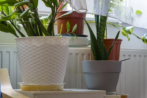 Indoor Houseplants by the Window in Natural Light Stock Photos