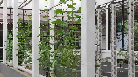 Indoor Hydroponic Farming Stock Footage 341367375