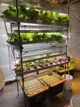 Indoor Hydroponic system 写真素材
