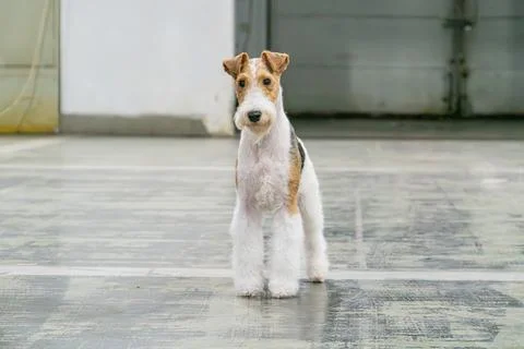 Indoor image of a Wire Fox Terrier, groomed and standing on industrial floo.. Stock-Fotos