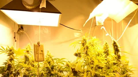 Indoor Marihuana Hydroponic system Stock-Footage 12317519