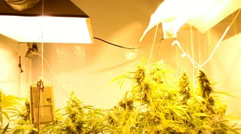 Indoor Marihuana Hydroponic system Stock-Footage 12317527