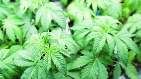 Indoor Marijuana Cannabis Plants Grow Weed Pot 4K HD Stock Video Footage Stock Footage