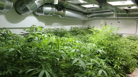 Indoor Marijuana Grow Op Stock Footage 100204781