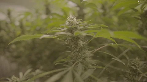 Indoor Marijuana Growing Facility  Vídeos de archivo 80202425